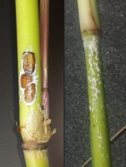 photo of Roseau cane scales feeding on stems